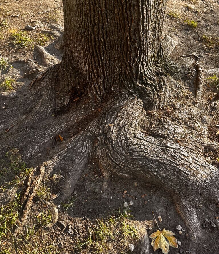Large roots at the bottom of a wide tree, surrounded by grass and dirt with a yellow leaf on the bottom right side on a sunny autumn day.