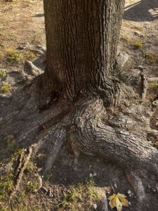 Tree roots in autumn on a sunny day